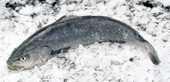 Picture of Corvina Real Aquacultura 2/3kg